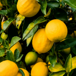 Amazing benefits of eating a whole lemon
